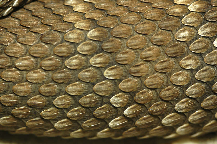 tiles brown texture reptile Texture Background Free Reptiles0022 snake tiles brown texture reptile Texture Background Free Reptiles0022 snake