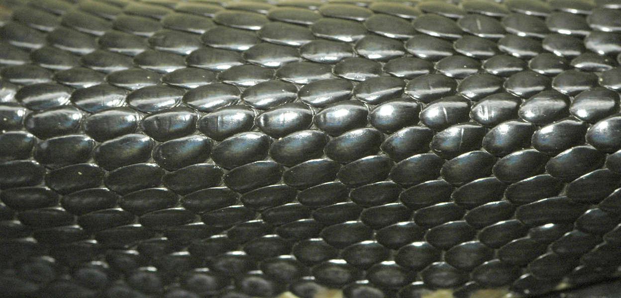 Reptiles0020 - Free Background Texture - snake reptile scales scale