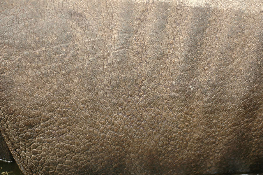 Rhino0023 Free Background Texture animal rhino rhinoceros closeup