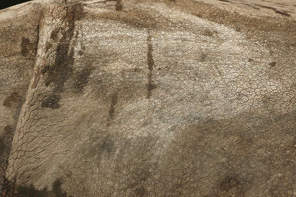 free rhino textures free rhino textures