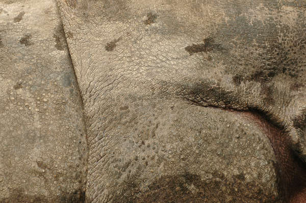 free rhino textures free rhino textures