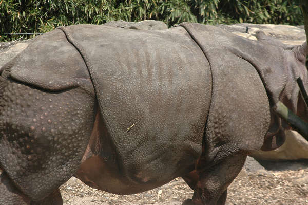rhino texture download rhino texture download