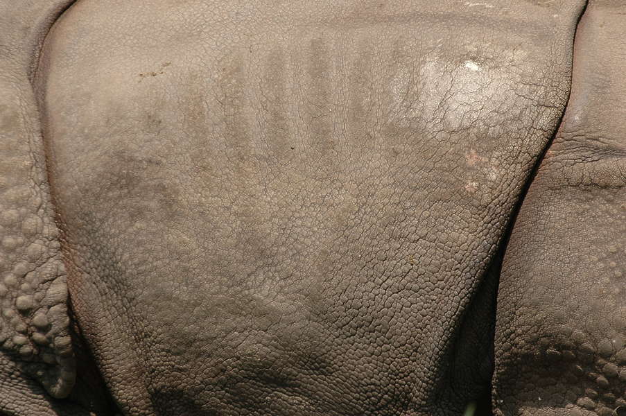 texture rhinoceros download texture rhinoceros download