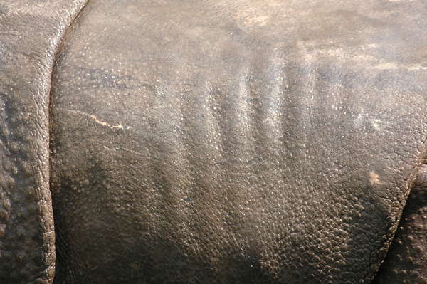 rhino texture download rhino texture download