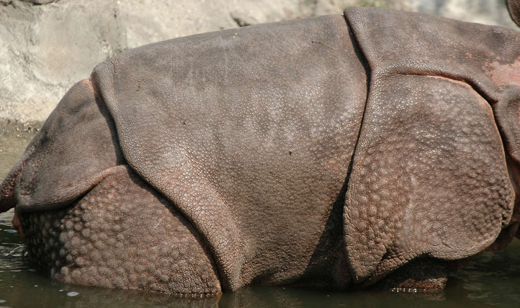 Rhino0005 - Free Background Texture - animal rhino rhinoceros closeup