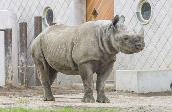 textures for rhino download free textures for rhino download free