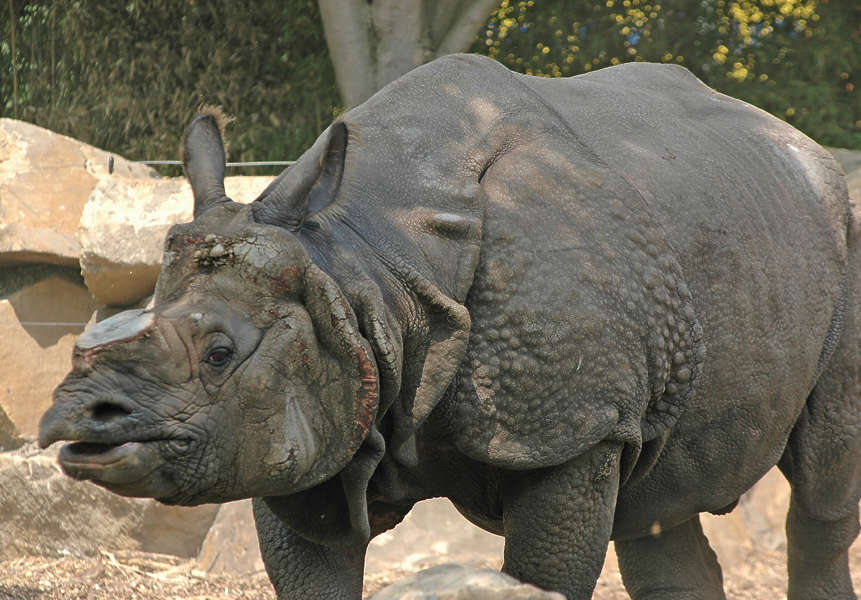 rhino texture download rhino texture download