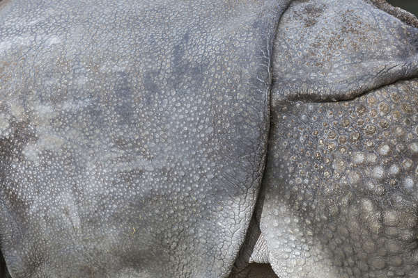 textures for rhino download free