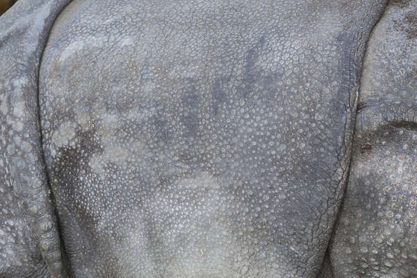 textures for rhino download free