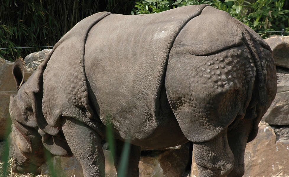rhino texture download rhino texture download
