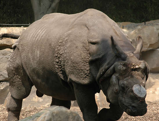 free rhino textures free rhino textures
