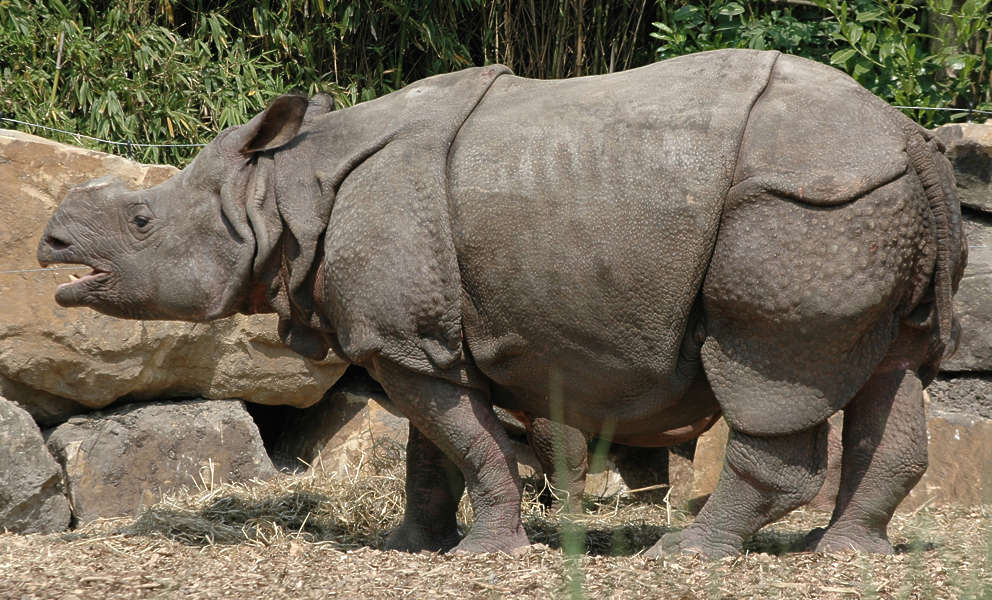 rhino texture download rhino texture download
