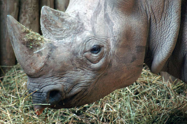 textures for rhino download free textures for rhino download free
