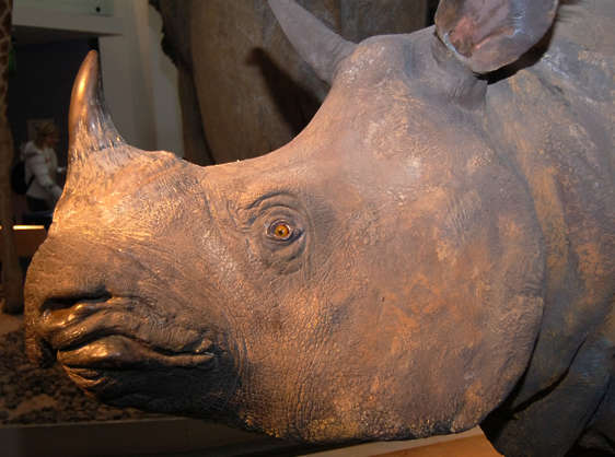rhino texture download rhino texture download
