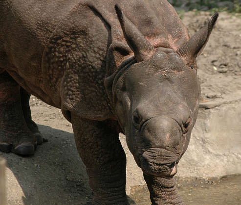 textures for rhino download free textures for rhino download free