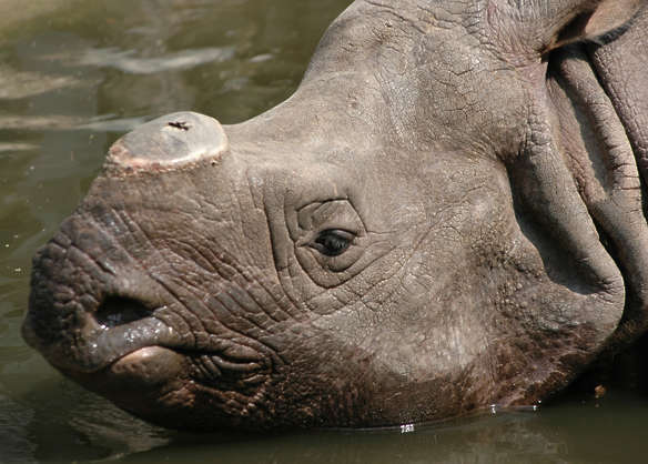 textures for rhino download free textures for rhino download free