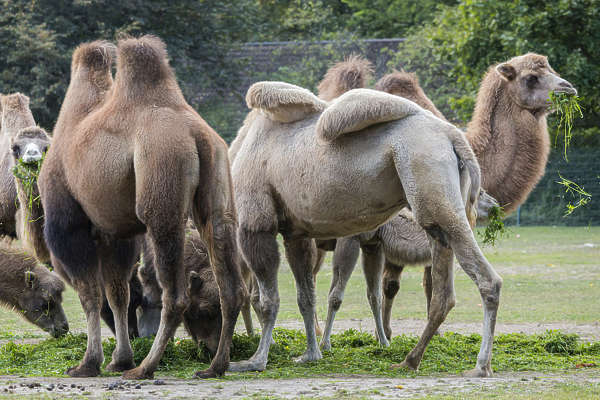 download camelback for free download camelback for free