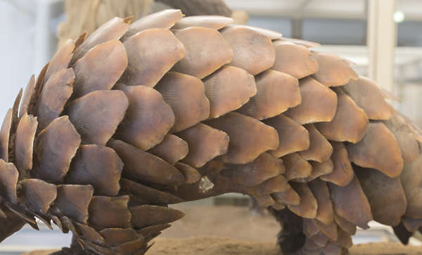 AnimalsVarious0061 - Free Background Texture - scales animal brown beige