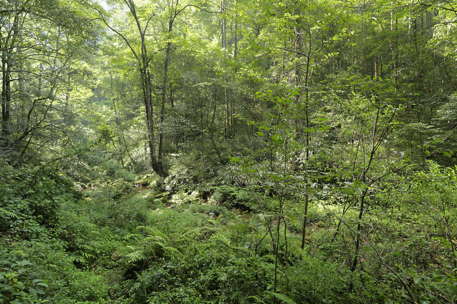 LandscapesGreen0092 - Free Background Texture - background forest trees