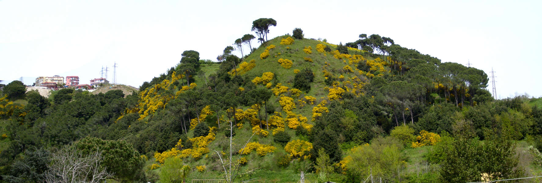 LandscapesGreen0005 - Free Background Texture - landscape hill trees