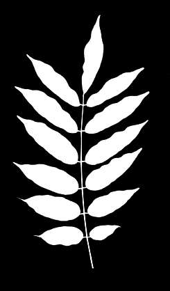 Branches0031 - Free Background Texture - plant transparent leaf leaves