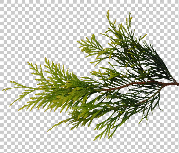 Branches0011 - Free Background Texture - leaf tree bush masked isolated