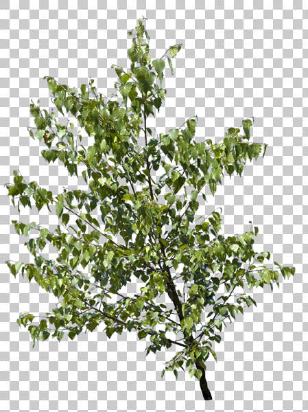 Wedding autumn arch copper rustic ceremony pantone color Branches0018 - Free Background Texture - branch leaves masked alpha