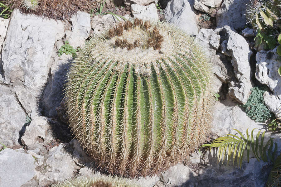 NatureDesert0092 - Free Background Texture - plant desert cactus green