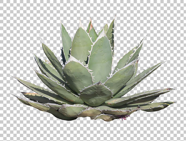 NatureDesert0070 - Free Background Texture - plant desert cactus green