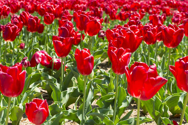 FlowerBeds0044 - Free Background Texture - flowers tulip tulips field ...