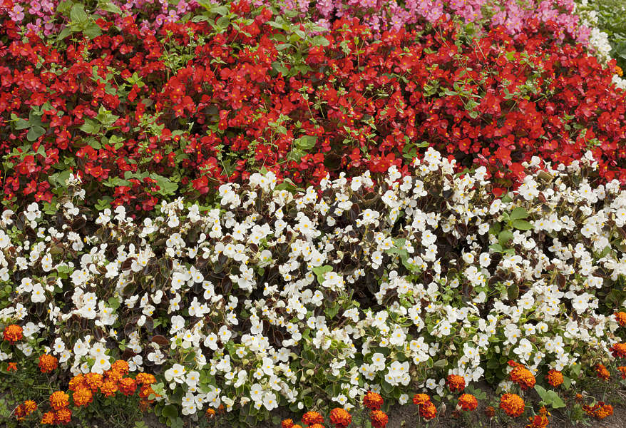 FlowerBeds0039 Free Background Texture flowers flower bed flowerbed