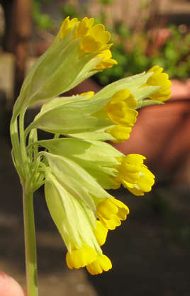 Flowers0168 - Free Background Texture - flower