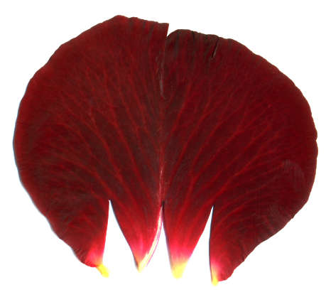 Flowers0195 - Free Background Texture - rose petal flower red alpha masked