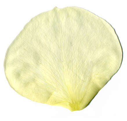 Flowers0196 - Free Background Texture - rose petal flower white light alpha masked