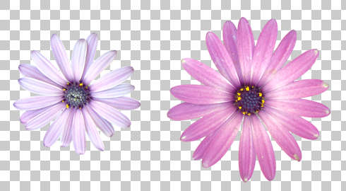 Flower Texture Background Images Pictures