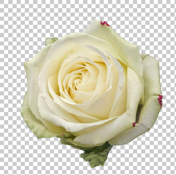 Flowers0153 - Free Background Texture - flower flowers rose white alpha