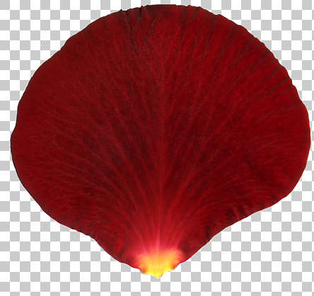 Flowers0195 - Free Background Texture - rose petal flower red alpha masked