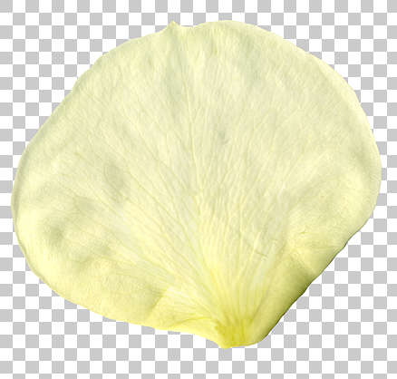 Flowers0196 - Free Background Texture - rose petal flower white light