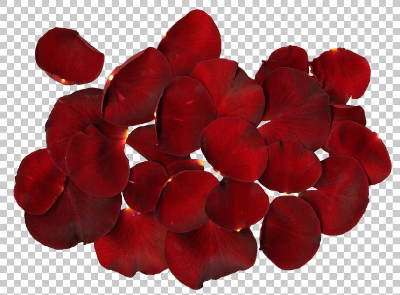 Flowers0197 - Free Background Texture - rose petal flower petals red