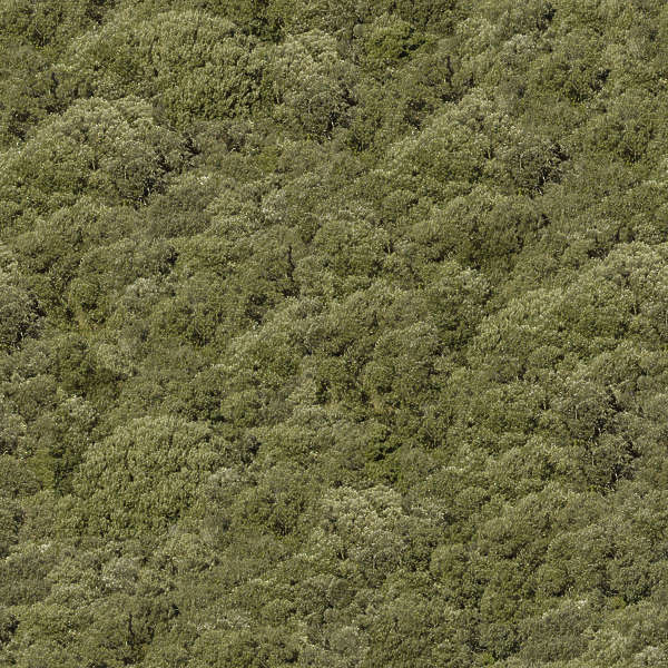 NatureForests0001 Free Background Texture forest trees decidious