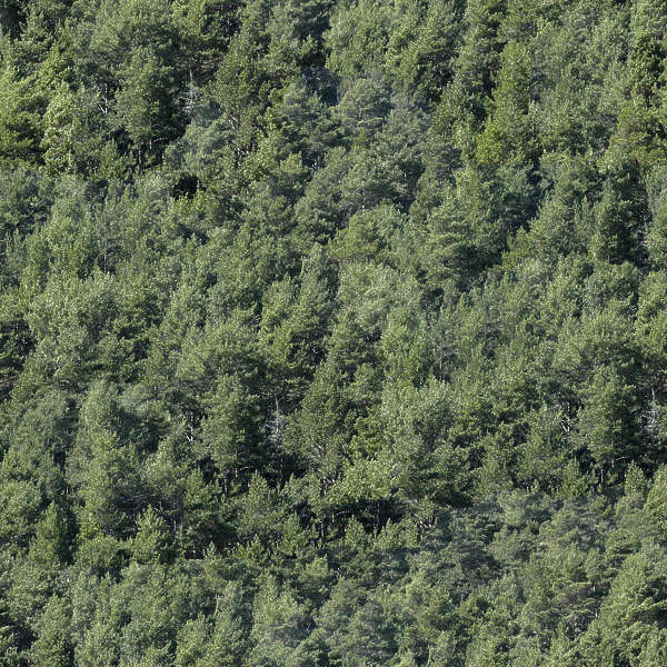 Natureforests0009 Free Background Texture Forest Trees