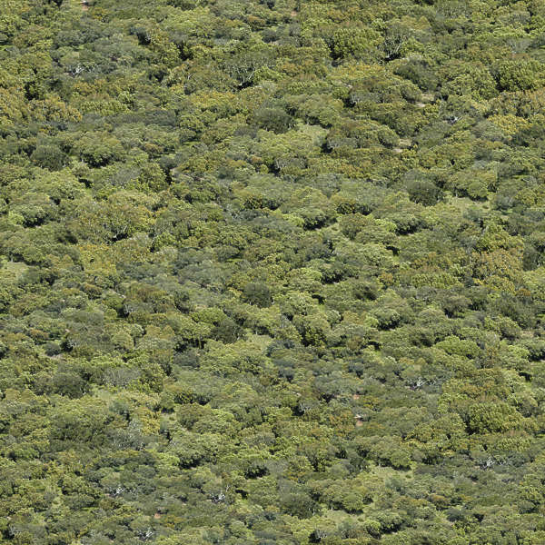 NatureForests0034 - Free Background Texture - forest trees decidious