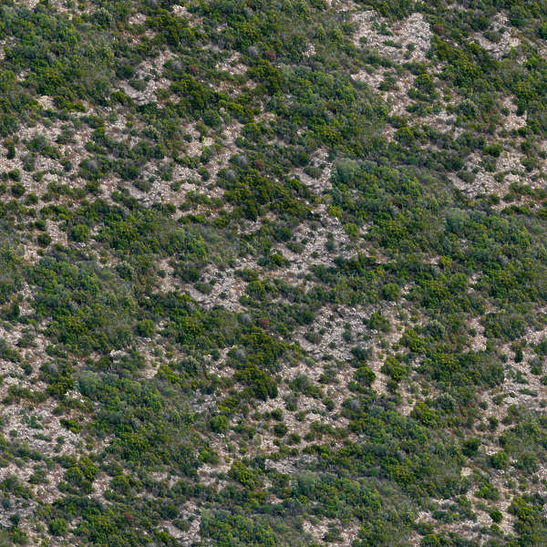 NatureForests0040 Free Background Texture forest trees decidious