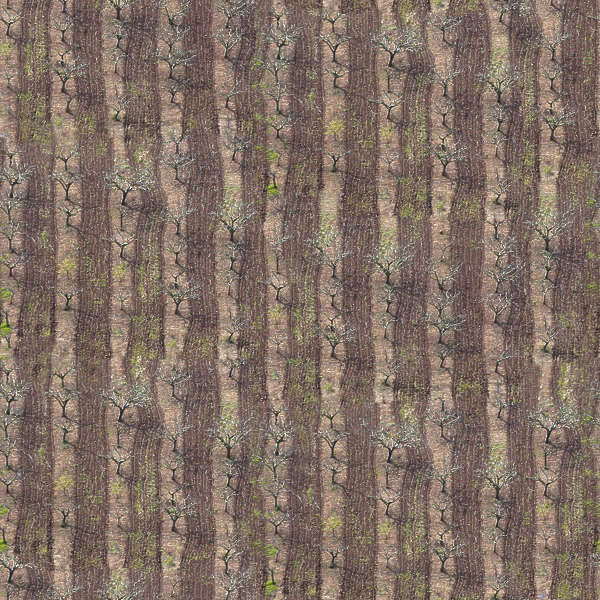 NatureForests0044 - Free Background Texture - field earth ground trees