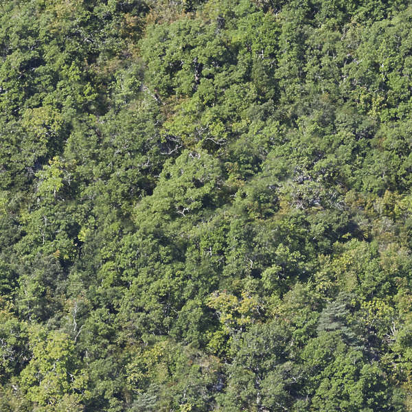 NatureForests0068 Free Background Texture forest trees tree green