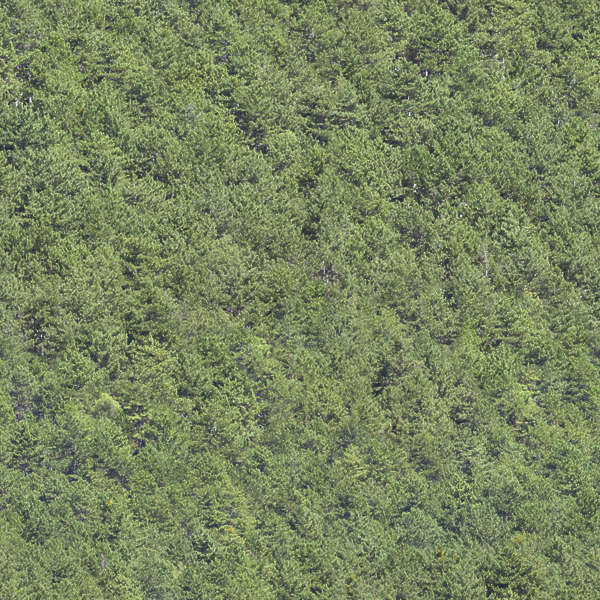 NatureForests0070 - Free Background Texture - forest trees green