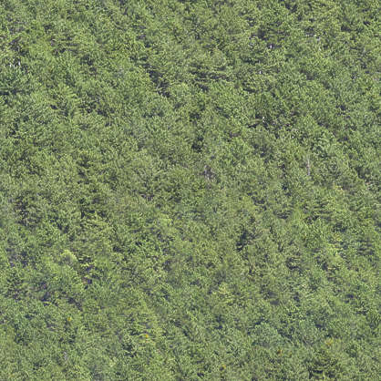 NatureForests0070 - Free Background Texture - forest trees green