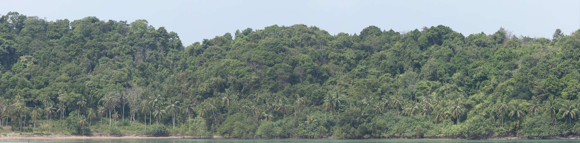 NatureForests0077 Free Background Texture jungle tropical trees