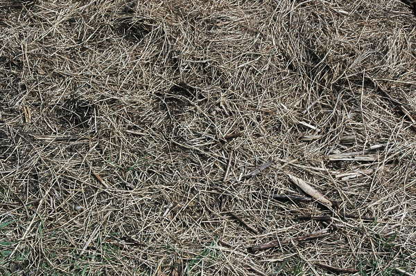 GrassDead0036 - Free Background Texture - grass dead dry ground brown beige