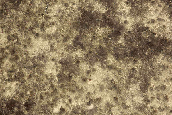 Sand grass texture seamless - hardwarelily